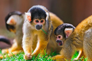 Najmanji majmun na svijetu